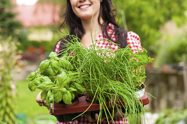 herbs-in-tray-woman-holding-Large[1]