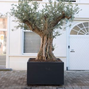 copy-of-buxus-cube-1