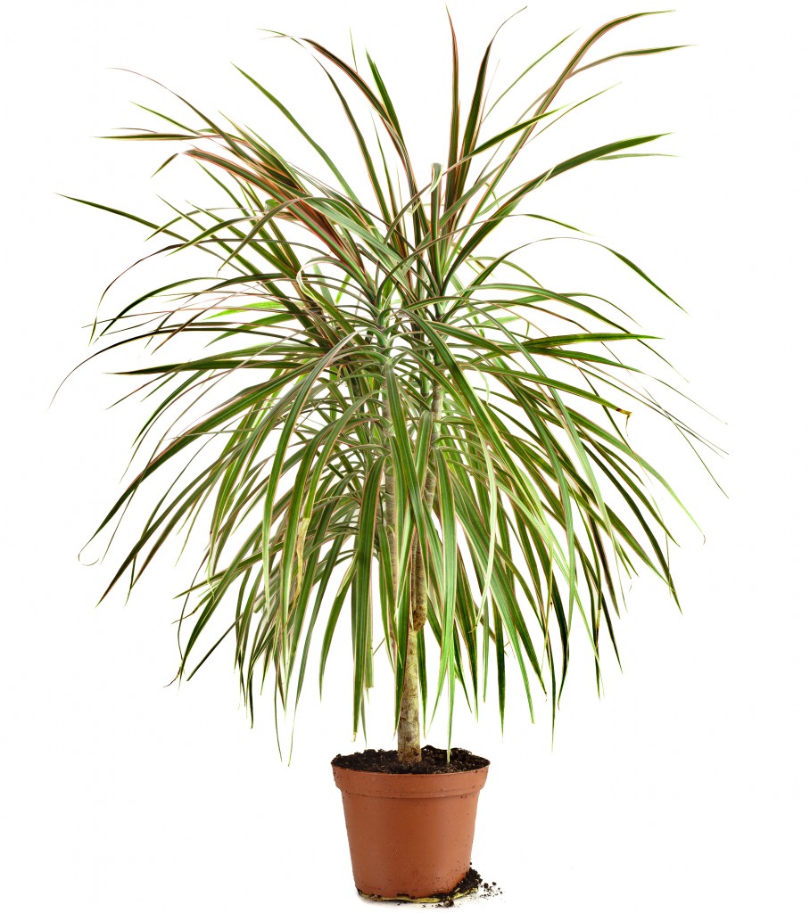 Dracaena