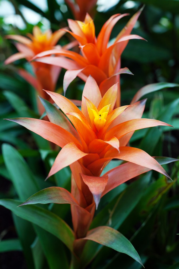 Guzmania Lingulata (scarlet star) (2)