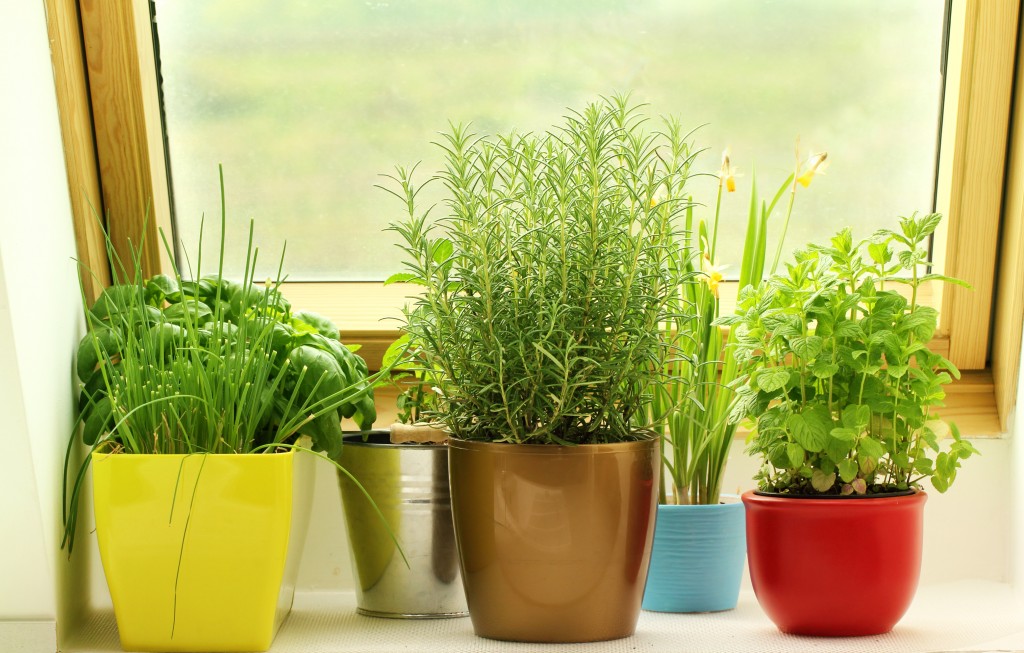 Herbs2