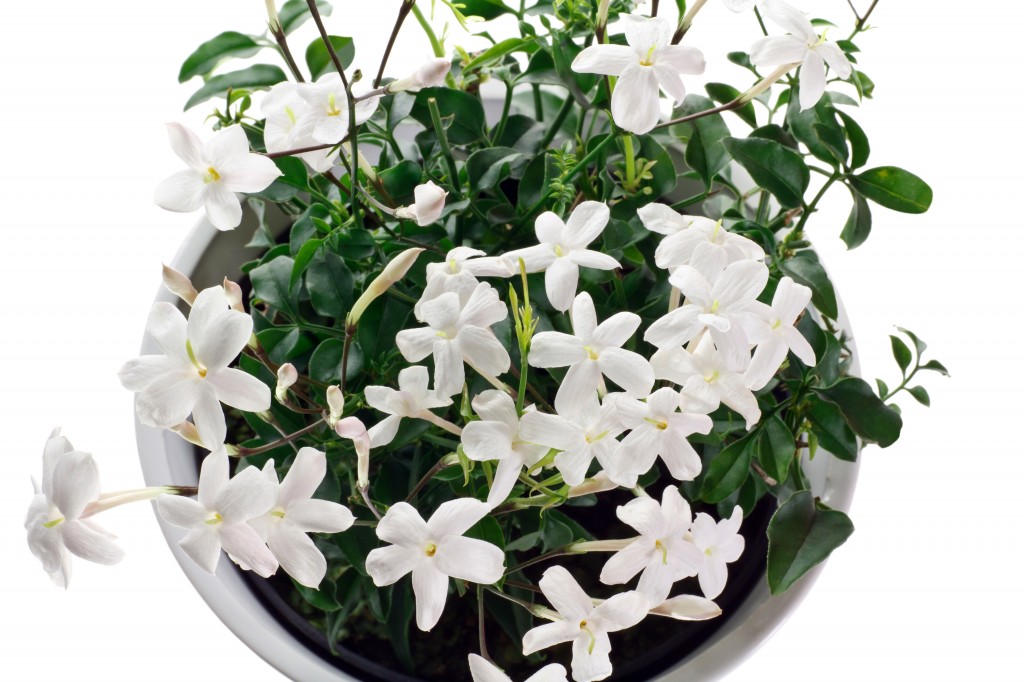 Jasminum