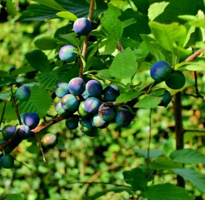 Native Mix Instant Hedge