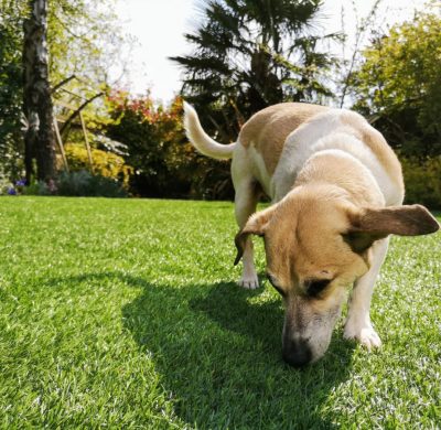 Sustainability, biodiversity and artificial grass