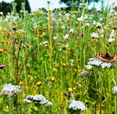 Nature-based Solutions that Enhance Biodiversity