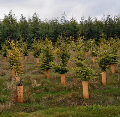 New planting season sees expansion of Tubex Nature biodegradable tree shelters
