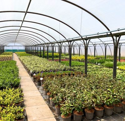 Branching Out: Jack Moody Group Launches Plant Nursery Cash and Carry