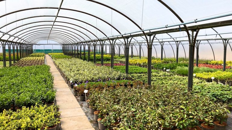 Branching Out: Jack Moody Group Launches Plant Nursery Cash and Carry