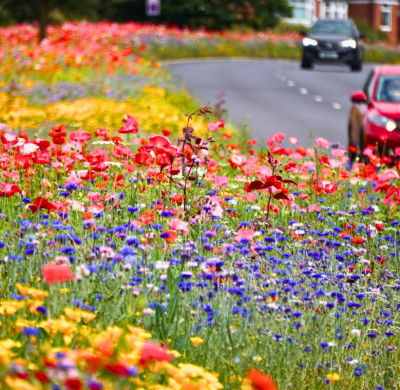 Blooming Urban Landscapes