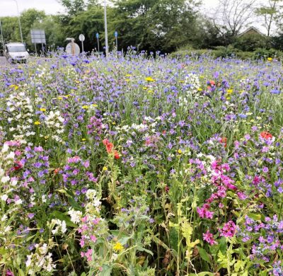Green-tech Help Transform Basildon’s Green Spaces with  Newly Created Wildflower Meadows